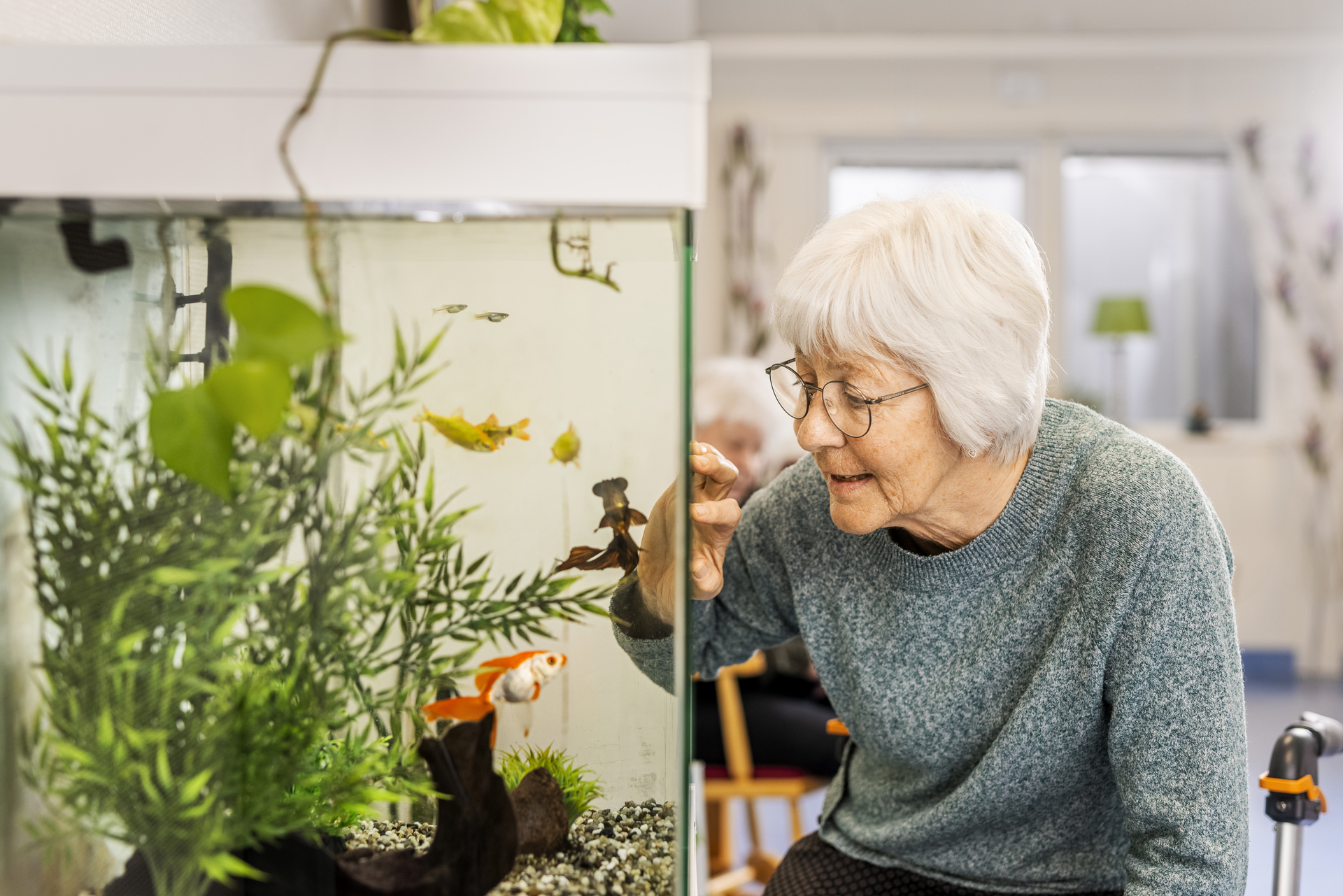 En beboer ved Borggården demensomsorg i Olofström ser på fisker i et akvarium i et felles innemiljø. Miljøet inngår i en modulløsning fra Expandia.